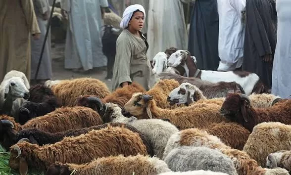 Le Caire interdit l’abattage dans les rues 2 - Le Progrès Egyptien Le Caire interdit l’abattage dans les rues 1 - Le Progrès Egyptien