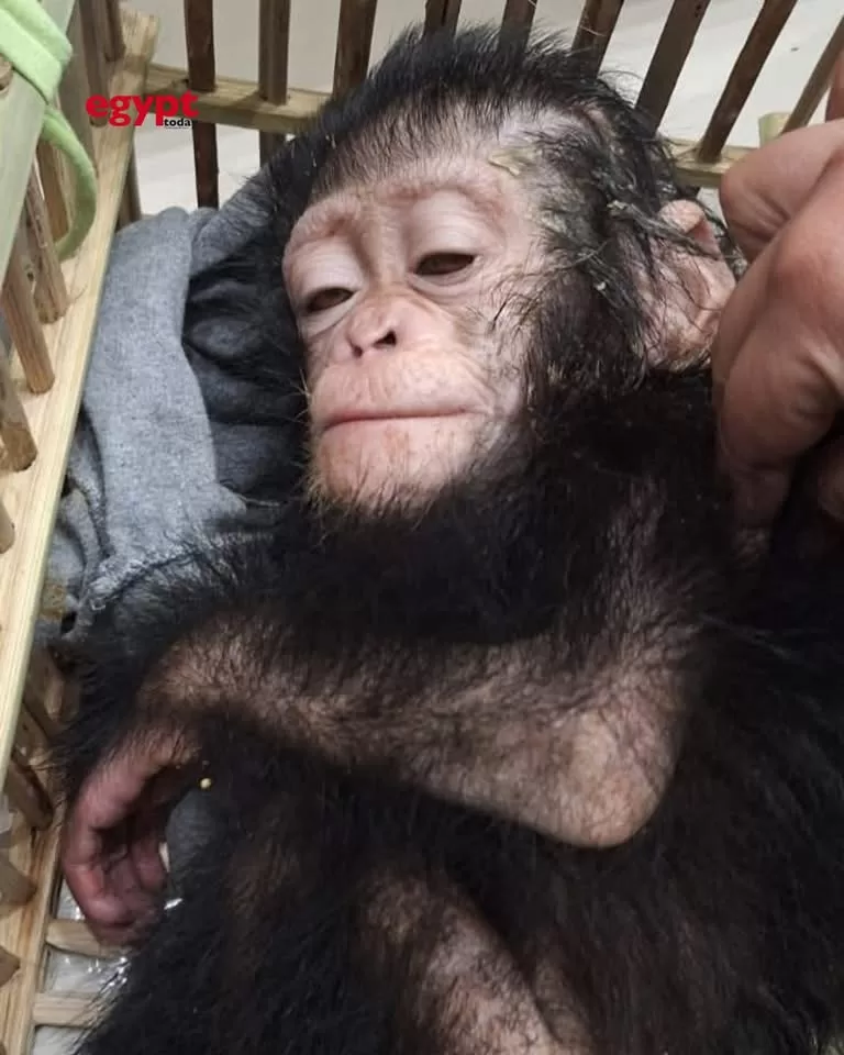 Trafic d’animaux sauvages déjoué à l’aéroport du Caire 5 - Le Progrès Egyptien