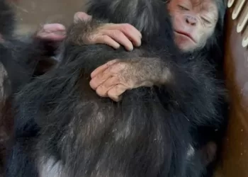 Trafic d’animaux sauvages déjoué à l’aéroport du Caire