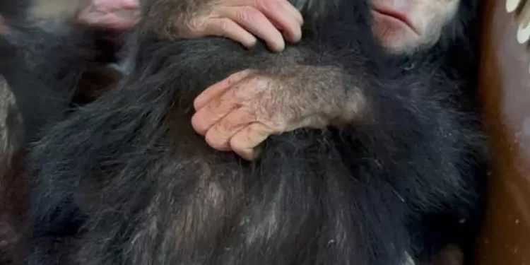 Trafic d’animaux sauvages déjoué à l’aéroport du Caire 1 - Le Progrès Egyptien