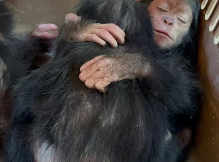 Trafic d’animaux sauvages déjoué à l’aéroport du Caire 1 - Le Progrès Egyptien