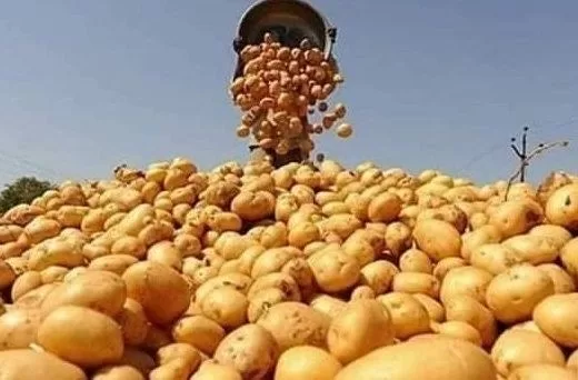 Culture des pommes de terre : L'Égypte rejoint le camp des grands  5 - Le Progrès Egyptien