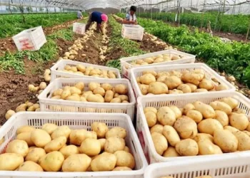 Culture des pommes de terre : L’Égypte rejoint le camp des grands 