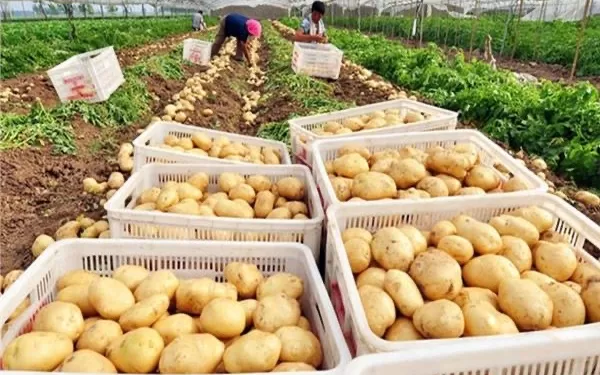 Culture des pommes de terre : L'Égypte rejoint le camp des grands  1 - Le Progrès Egyptien