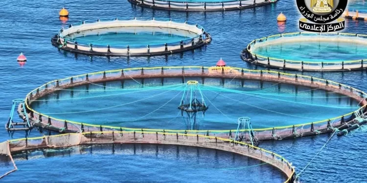 Pisciculture : Booster la production et accroître l'offre sur les marchés 2 - Le Progrès Egyptien Pisciculture : Booster la production et accroître l'offre sur les marchés 1 - Le Progrès Egyptien