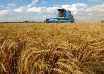 L’Égypte dépasse les 3,2 millions de tonnes de blé collectées