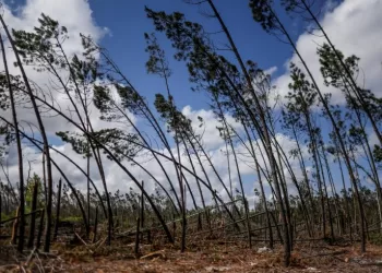 Après les tempêtes d’hiver, les forêts du Portugal encore plus menacées par les incendies