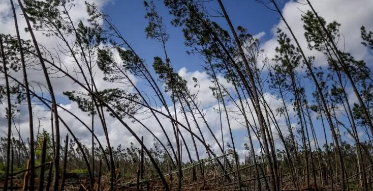 Après les tempêtes d'hiver, les forêts du Portugal encore plus menacées par les incendies 1 - Le Progrès Egyptien