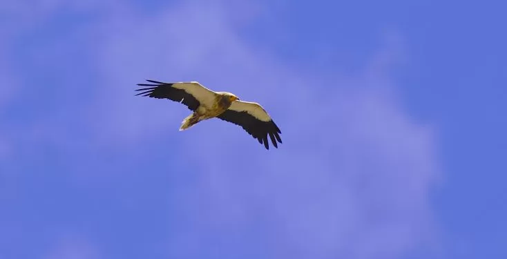 La guerre au Moyen-Orient, un nouveau danger pour les vautours égyptiens en route pour les Balkans 2 - Le Progrès Egyptien La guerre au Moyen-Orient, un nouveau danger pour les vautours égyptiens en route pour les Balkans 1 - Le Progrès Egyptien