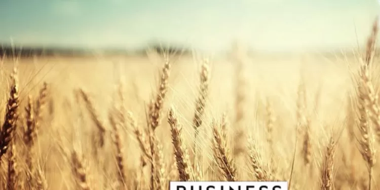 Business Insider Afrique loue les efforts du gouvernement pour inciter les agriculteurs à augmenter les surfaces cultivées en blé 2 - Le Progrès Egyptien Business Insider Afrique loue les efforts du gouvernement pour inciter les agriculteurs à augmenter les surfaces cultivées en blé 1 - Le Progrès Egyptien
