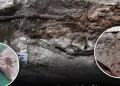 Nouvelle découverte scientifique: Document sur un site fossilifère rare datant de plus de 62 millions d’années