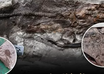 Nouvelle découverte scientifique: Document sur un site fossilifère rare datant de plus de 62 millions d’années