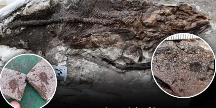 Nouvelle découverte scientifique: Document sur un site fossilifère rare datant de plus de 62 millions d'années 1 - Le Progrès Egyptien