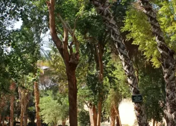 L’Égypte transforme ses arbres rares en musées à ciel ouvert