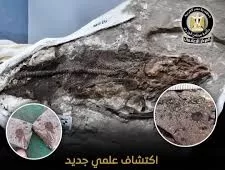 Une découverte égyptienne éclaire la renaissance de la vie marine après l’extinction des dinosaures 5 - Le Progrès Egyptien Une découverte égyptienne éclaire la renaissance de la vie marine après l’extinction des dinosaures