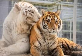 Pour améliorer votre français… 6 - Le Progrès Egyptien Pour améliorer votre français… 5 - Le Progrès Egyptien