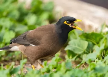 Des oiseaux locaux menacés par un oiseau invasif 3 - Le Progrès Egyptien Des oiseaux locaux menacés par un oiseau invasif