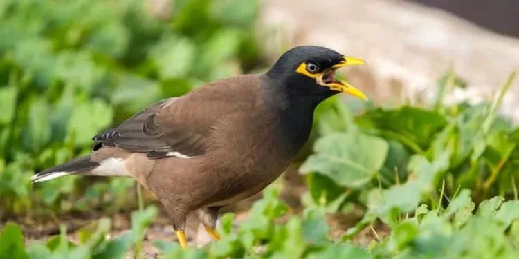 Des oiseaux locaux menacés par un oiseau invasif 2 - Le Progrès Egyptien Des oiseaux locaux menacés par un oiseau invasif 1 - Le Progrès Egyptien