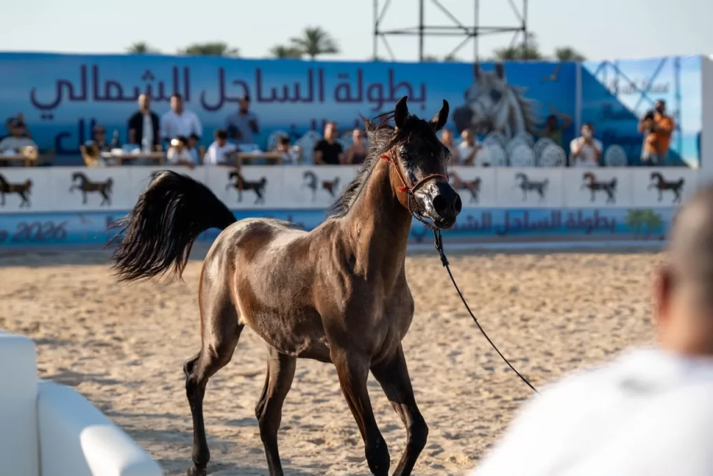 « Yalla Sahel » dynamise la côte nord avec un riche programme estival 6 - Le Progrès Egyptien « Yalla Sahel » dynamise la côte nord avec un riche programme estival 5 - Le Progrès Egyptien