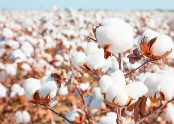 Kafr El-Sheikh, en tête des gouvernorats enregistrant les plus fortes surfaces cultivées en coton 7 - Le Progrès Egyptien Kafr El-Sheikh, en tête des gouvernorats enregistrant les plus fortes surfaces cultivées en coton