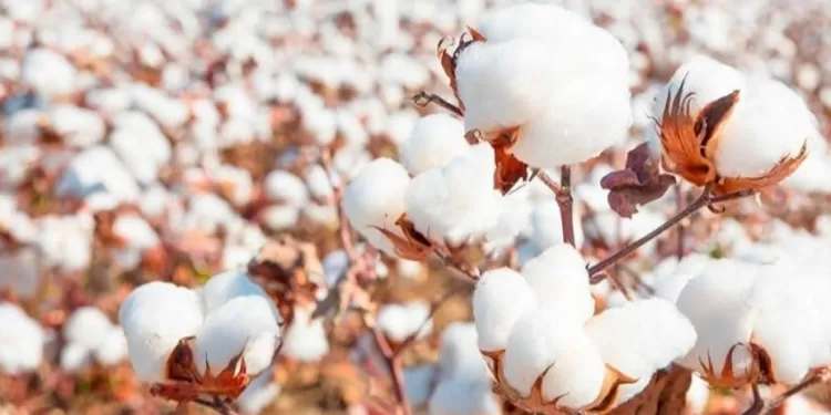 Kafr El-Sheikh, en tête des gouvernorats enregistrant les plus fortes surfaces cultivées en coton 2 - Le Progrès Egyptien Kafr El-Sheikh, en tête des gouvernorats enregistrant les plus fortes surfaces cultivées en coton 1 - Le Progrès Egyptien