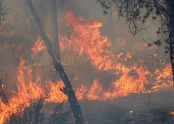 Le nord de l’Algérie ravagé par des incendies 3 - Le Progrès Egyptien Le nord de l’Algérie ravagé par des incendies