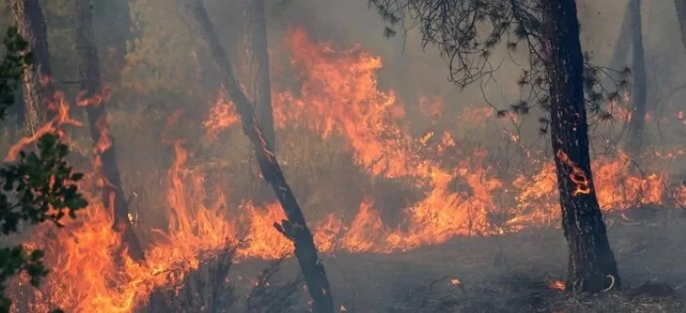 Le nord de l’Algérie ravagé par des incendies 2 - Le Progrès Egyptien Le nord de l’Algérie ravagé par des incendies 1 - Le Progrès Egyptien