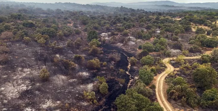 Le Premier ministre espagnol: La priorité est de sauver des vies face aux incendies 2 - Le Progrès Egyptien Le Premier ministre espagnol: La priorité est de sauver des vies face aux incendies 1 - Le Progrès Egyptien