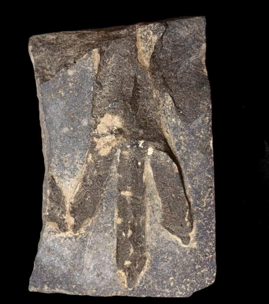 Nouvelle découverte archéologique à Tell Abu Seifi, dans la région de Qantara Est 8 - Le Progrès Egyptien Nouvelle découverte archéologique à Tell Abu Seifi, dans la région de Qantara Est 7 - Le Progrès Egyptien