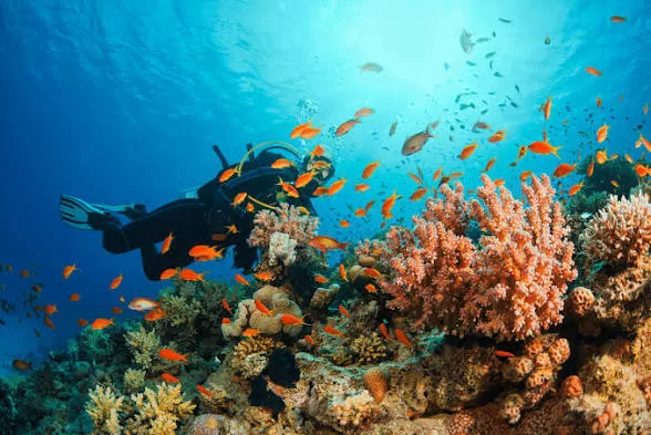 Le tourisme voit grand 8 - Le Progrès Egyptien Le tourisme voit grand 7 - Le Progrès Egyptien