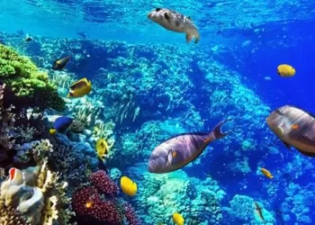 Les réserves naturelles, un trésor national