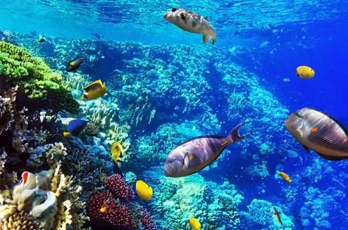 Le Progrès Egyptien 54 - Le Progrès Egyptien