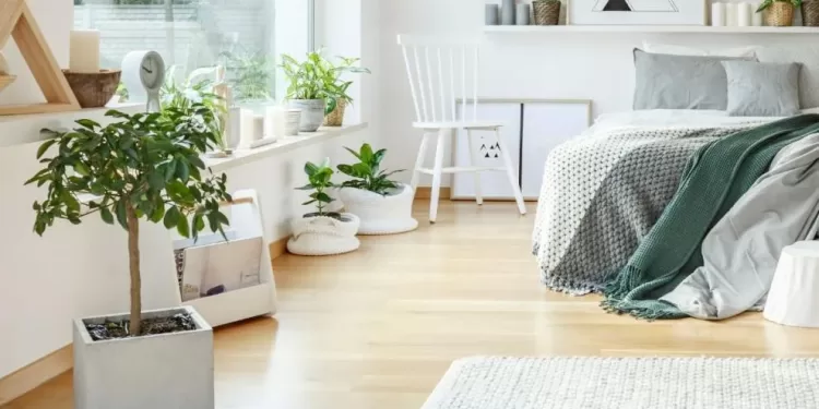 Chambre : Des plantes pour un meilleur sommeil 1 - Le Progrès Egyptien