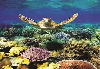 El Niño bouleverse le cycle de la vie marine 5 - Le Progrès Egyptien El Niño bouleverse le cycle de la vie marine