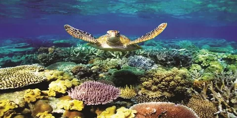 El Niño bouleverse le cycle de la vie marine 2 - Le Progrès Egyptien El Niño bouleverse le cycle de la vie marine 1 - Le Progrès Egyptien