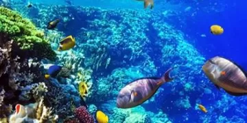 Vers une gestion intégrée des réserves naturelles