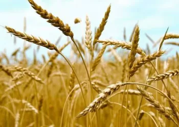 Pays arabes producteurs de blé : L'Égypte au top 3 - Le Progrès Egyptien Pays arabes producteurs de blé : L’Égypte au top