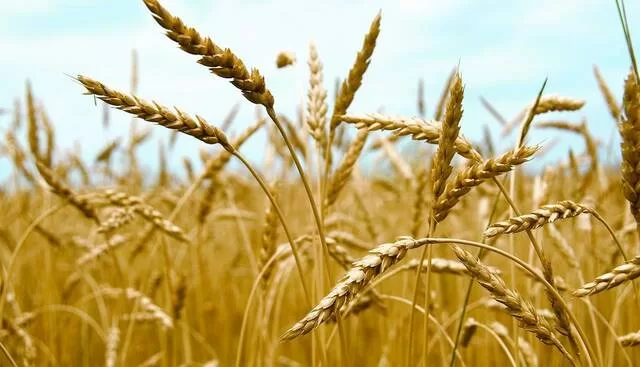 Pays arabes producteurs de blé : L'Égypte au top 2 - Le Progrès Egyptien Pays arabes producteurs de blé : L'Égypte au top 1 - Le Progrès Egyptien