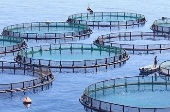 L’Égypte domine l’aquaculture en Afrique