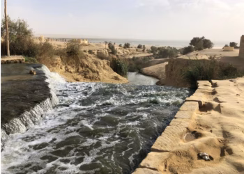 Un nouvel oiseau apparaît à  Wadi Al Rayan