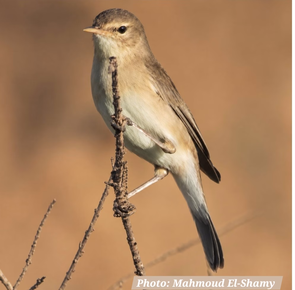 Un nouvel oiseau apparaît à Wadi Al Rayan 4 - Le Progrès Egyptien Un nouvel oiseau apparaît à Wadi Al Rayan 3 - Le Progrès Egyptien