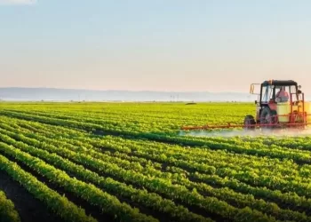 Augmentation de la superficie agricole à environ 17,5 millions de feddans 4 - Le Progrès Egyptien Augmentation de la superficie agricole à environ 17,5 millions de feddans
